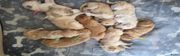 Labradoodle dogs for sale: Multigeneration Labradoodle Backcross - Advert 21