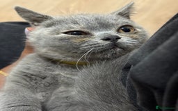 British Shorthair cats for sale: 🏡 Vaccinated Bsh kittens - GCCF parents - Image 23