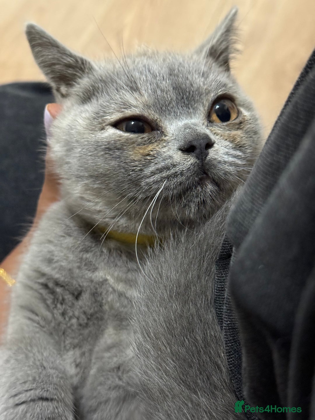 British Shorthair cats for sale: 🏡 Vaccinated Bsh kittens - GCCF parents - Image 23