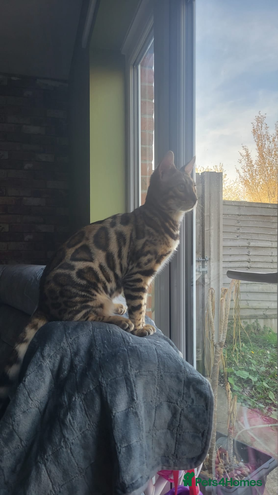 Bengal cats Stunning pedigree Bengal kitten  - Advert 17