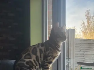 Bengal cats Stunning pedigree Bengal kitten - Advert 17