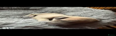 Whippet 3
