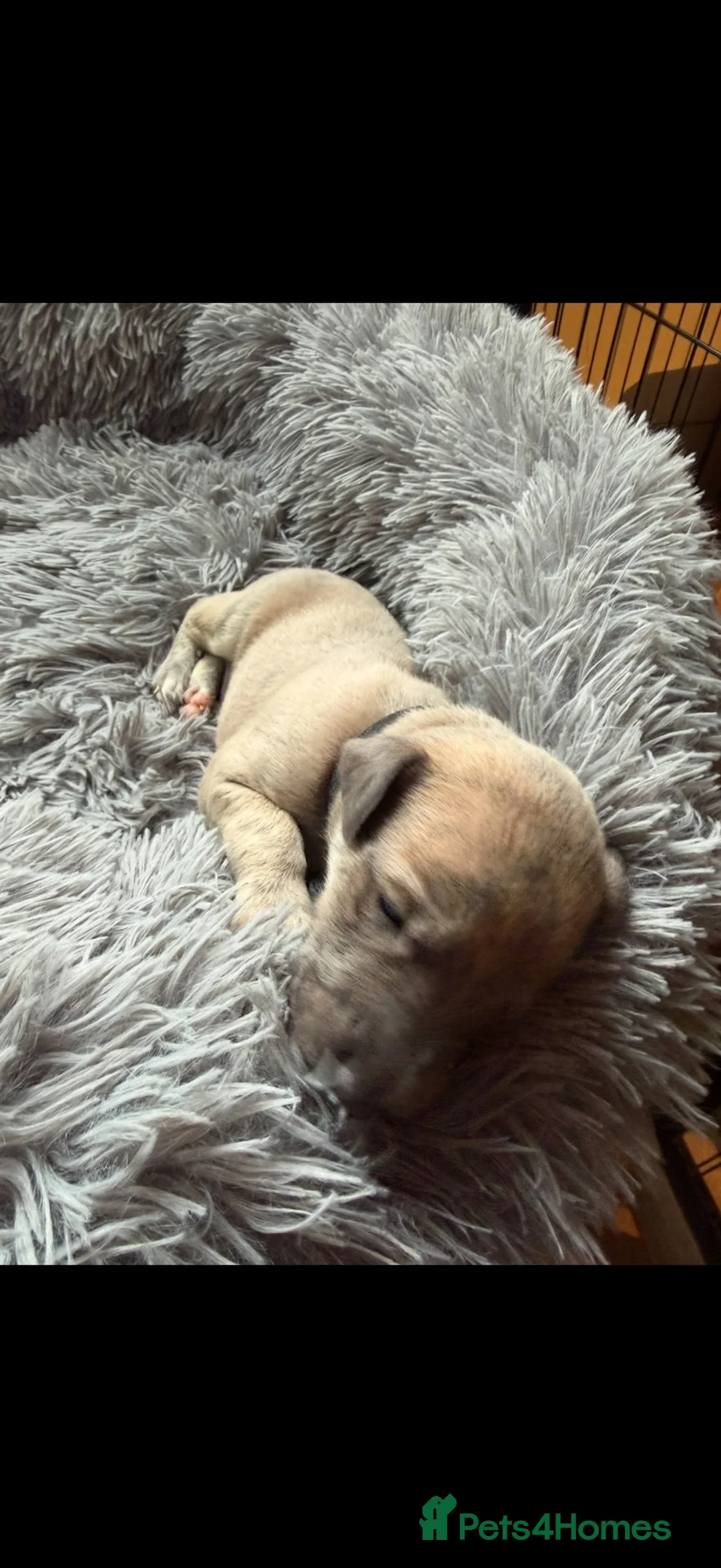 Whippet dogs for sale: STUNNING KC REG WHIPPETS  - Advert 6