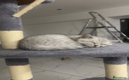British Shorthair cats for sale: Silver 12 Week Old British Shorthair Kittens  - Image 1