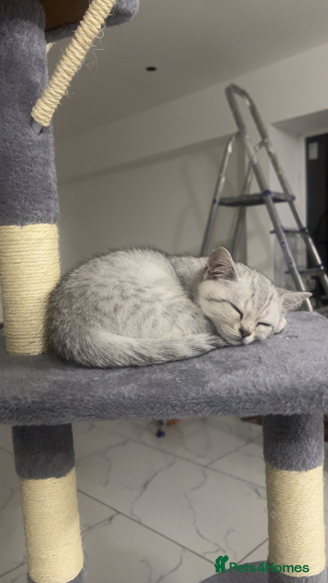 British Shorthair cats for sale: Silver 12 Week Old British Shorthair Kittens  - Image 1