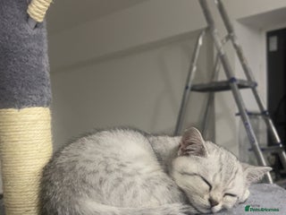 British Shorthair cats - Advert 13