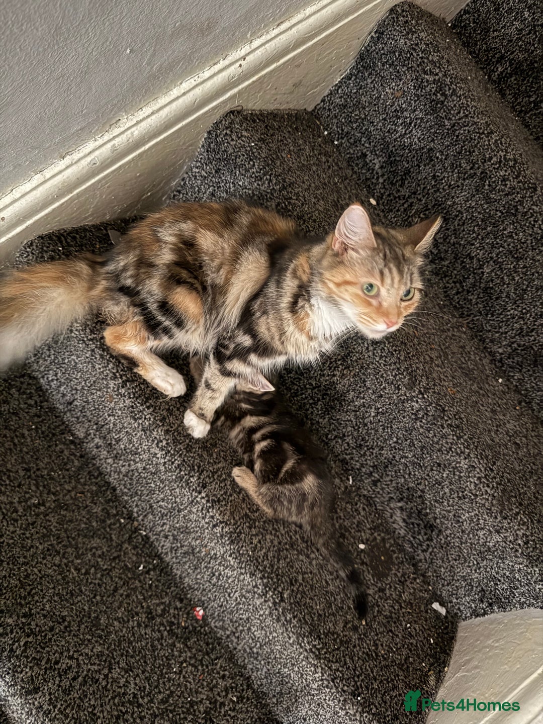 Savannah cats for sale: 3 beautiful kittens  - Image 16