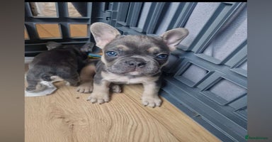 French Bulldog dogs - Advert 5