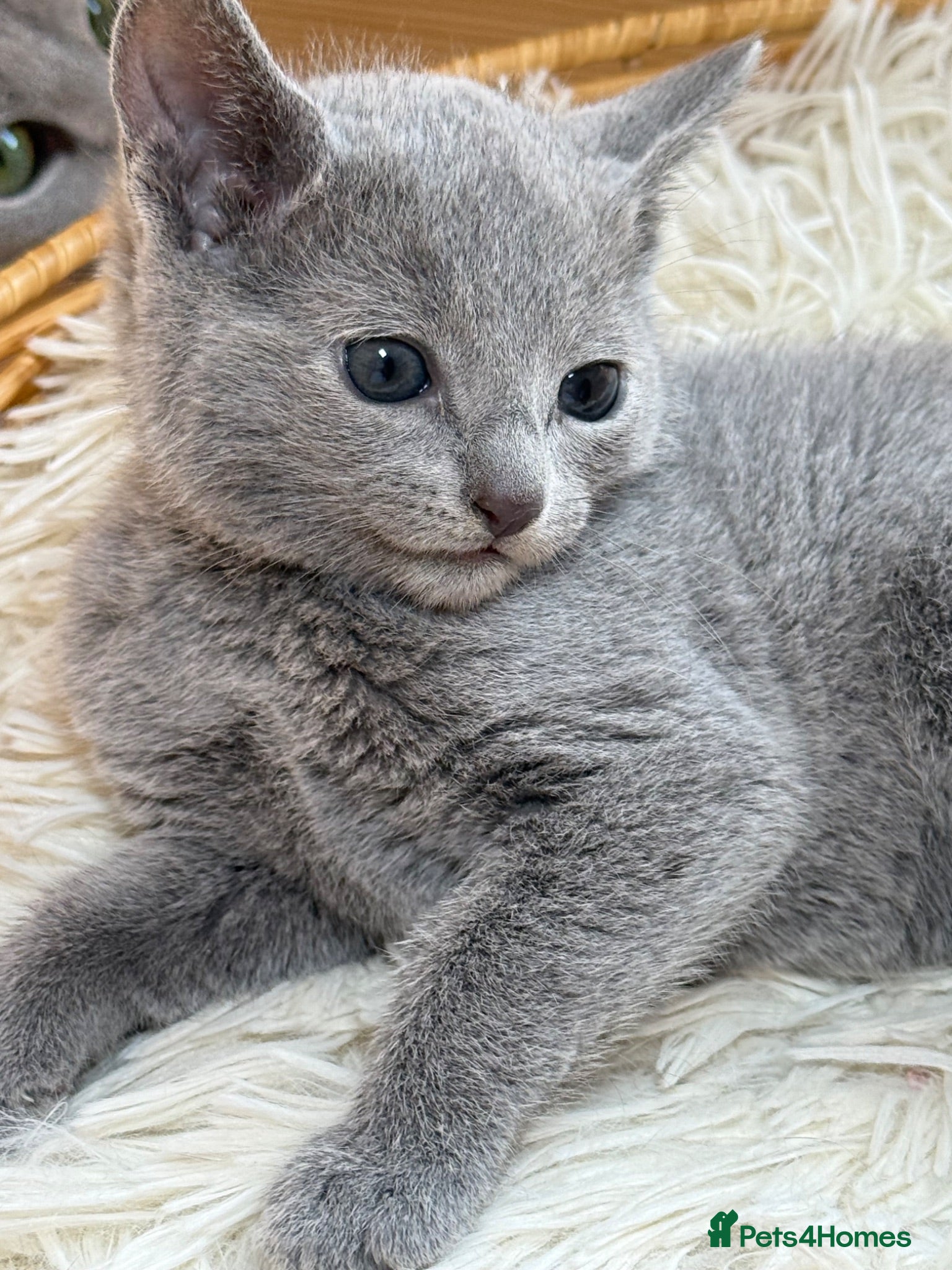 Russian Blue cats 🥇TOP Quality TICA Pedigree Russian Blue Kittens - Advert 15