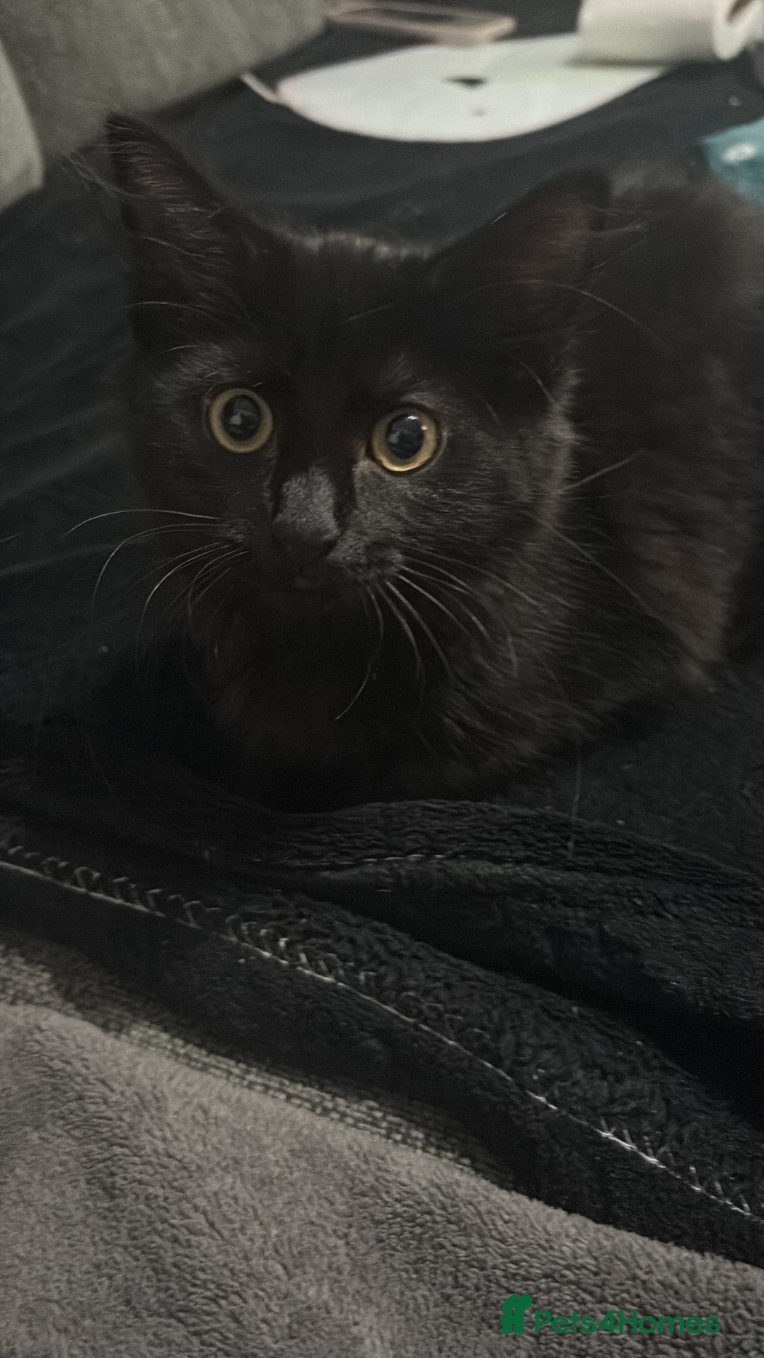 Mixed Breed cats for sale: Female kitten  - Advert 4