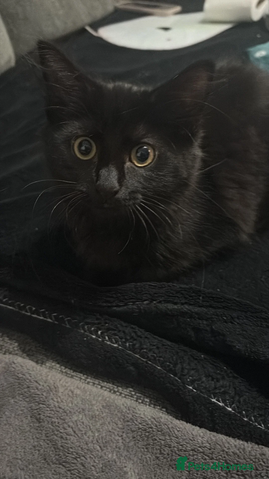Mixed Breed cats for sale: Female kitten  - Advert 1