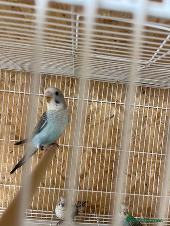 Budgerigars birds - Advert 1