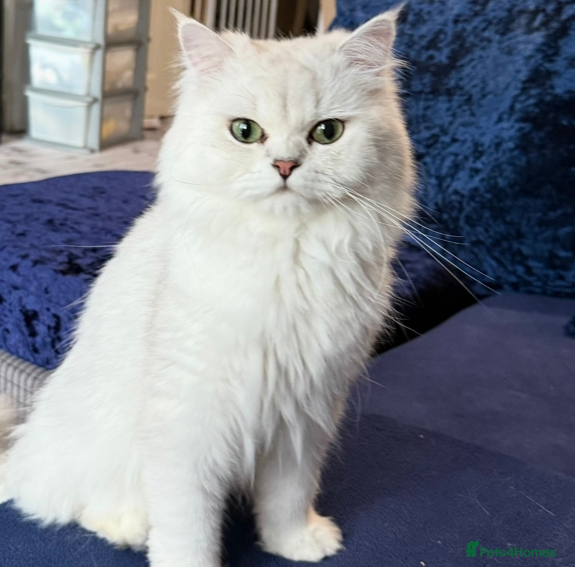 Persian cats Two silver tipped Persian chinchillas  - Advert 1