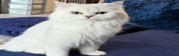 Persian cats for sale: Two silver tipped Persian chinchillas  - Advert 1