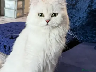 Persian cats Two silver tipped dollface Persian chinchillas - Advert 13