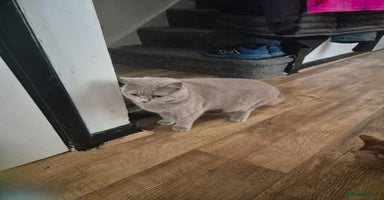 Brazilian Shorthair cats - Advert 8