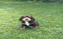 Cocker Spaniel dogs for sale: Stunning KC Show Type Cocker Spaniels - Image 6