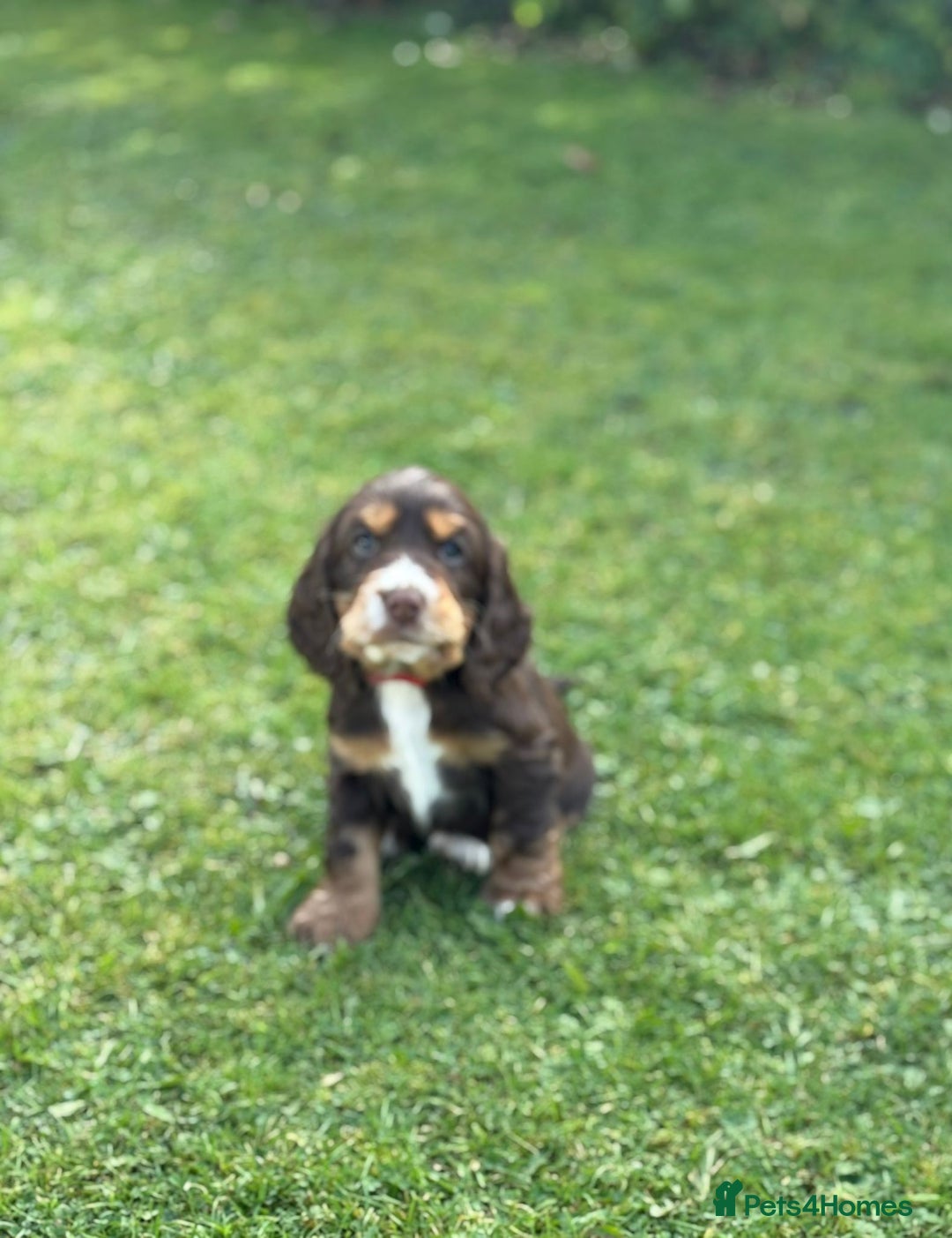 Cocker Spaniel dogs for sale: Stunning KC Show Type Cocker Spaniels - Image 6