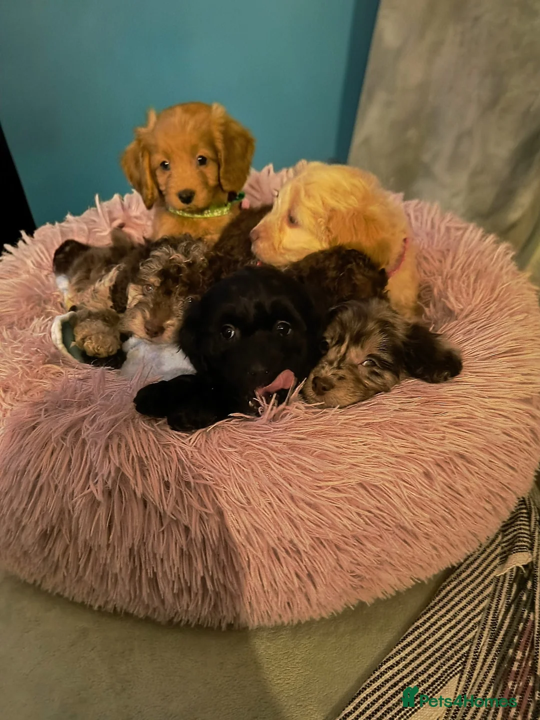 Cockapoo dogs for sale: Cockapoo - Advert 1