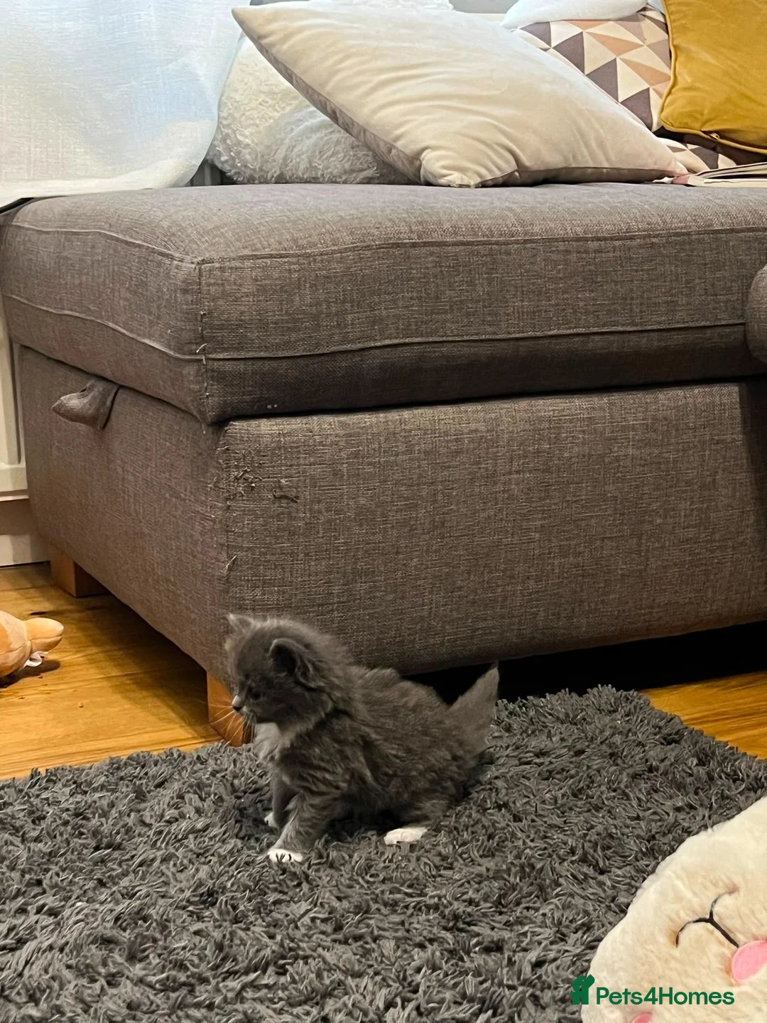 Mixed Breed cats for sale: Lovely kittens looking for a home in Hemel Hempstead - Advert 2