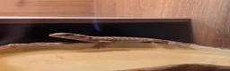 Bearded Dragon reptiles for sale: Bearded Dragon - Female - 5 Months Old - Advert 3