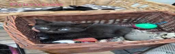Mixed Breed cats for sale: Kittens for sale - Advert 6