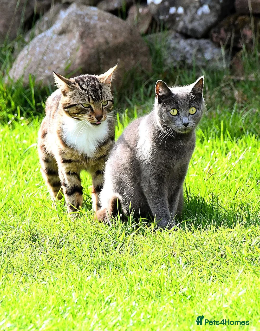 Mixed Breed cats for sale: Stunning very loving kittens  - Advert 1