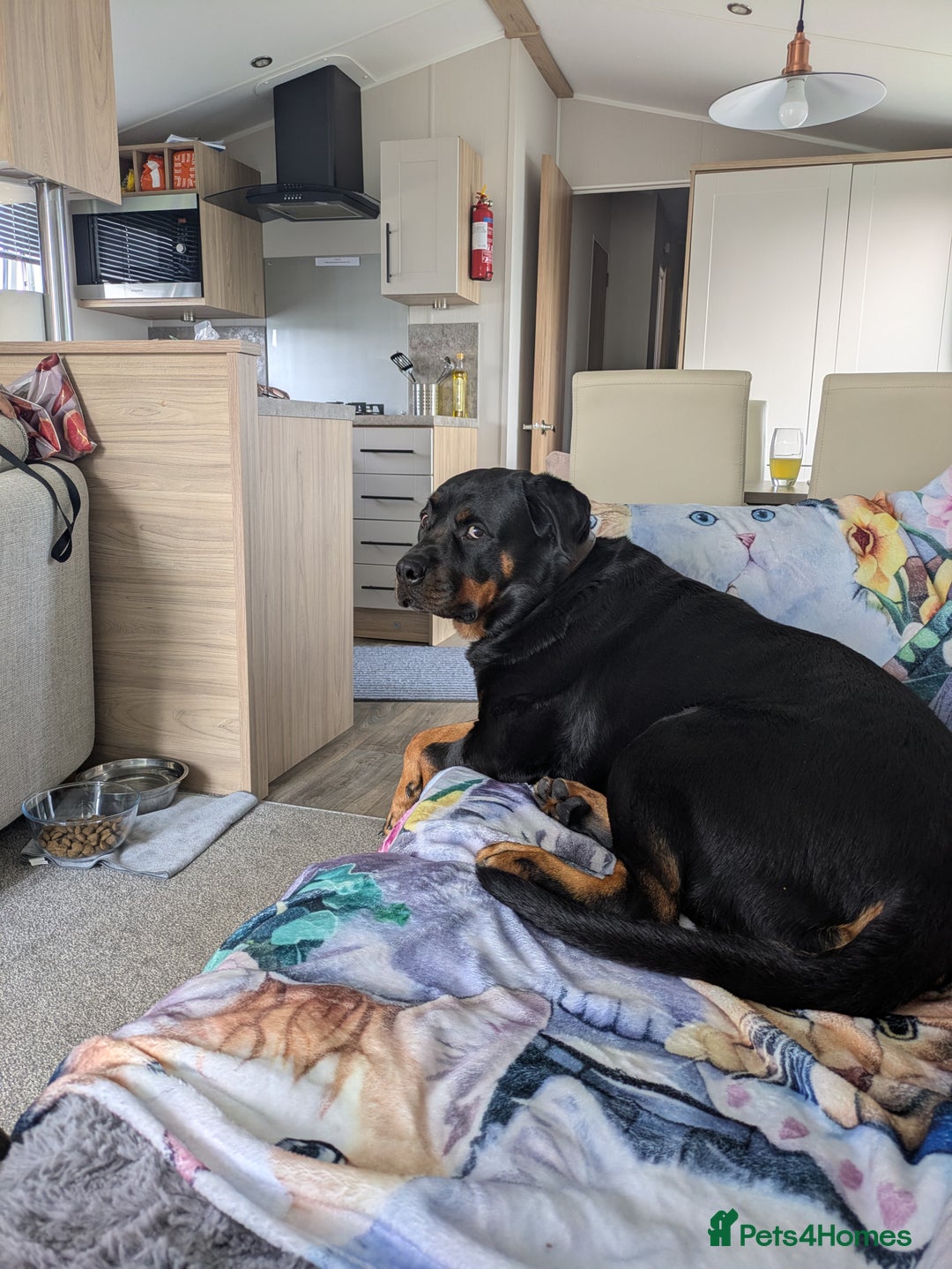 Rottweiler dogs for sale: Maya 7 years  - Image 6