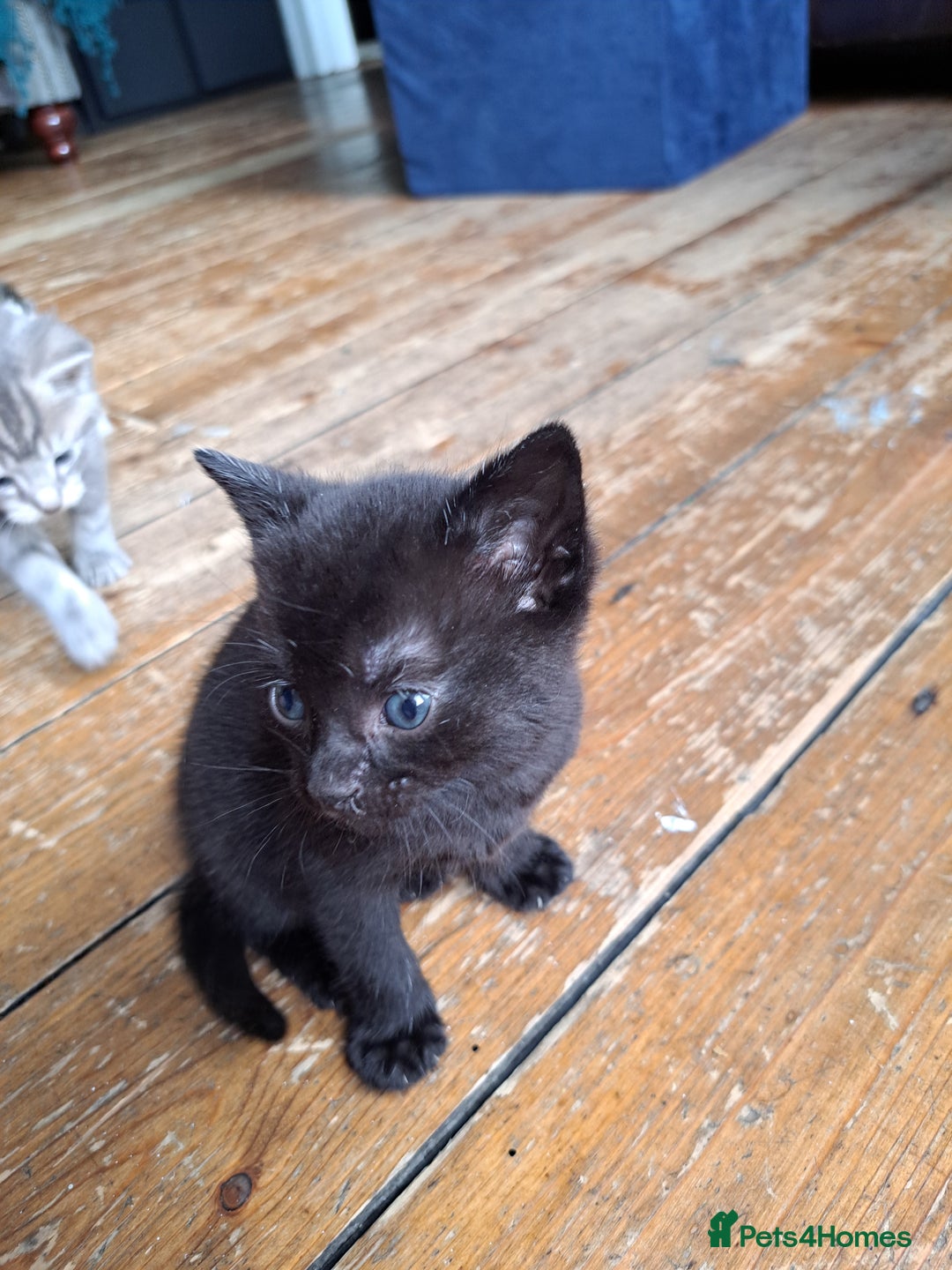 British Shorthair cats for sale: 3 gorgeous boy kittens - Image 4