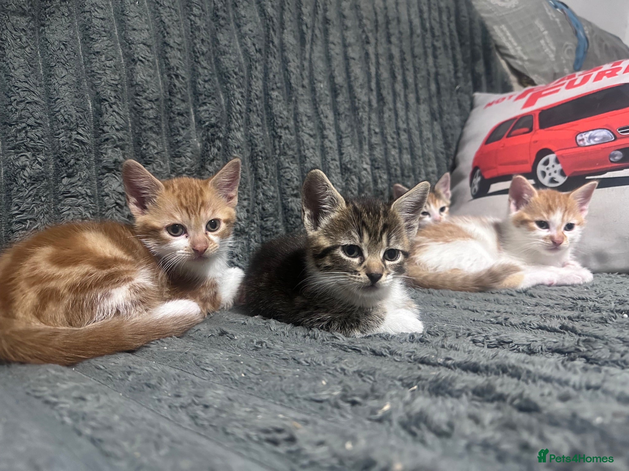 Mixed Breed cats 2 Male and 1 Female Kitten. - Advert 7