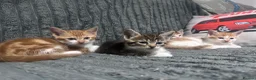 Mixed Breed cats for sale: 2 Male and 1 Female Kitten. - Advert 1