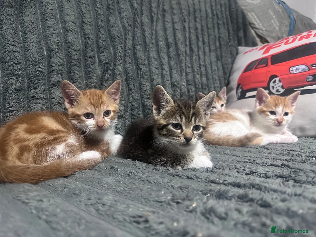 Mixed Breed cats for sale: 2 Male and 1 Female Kitten. - Advert 1