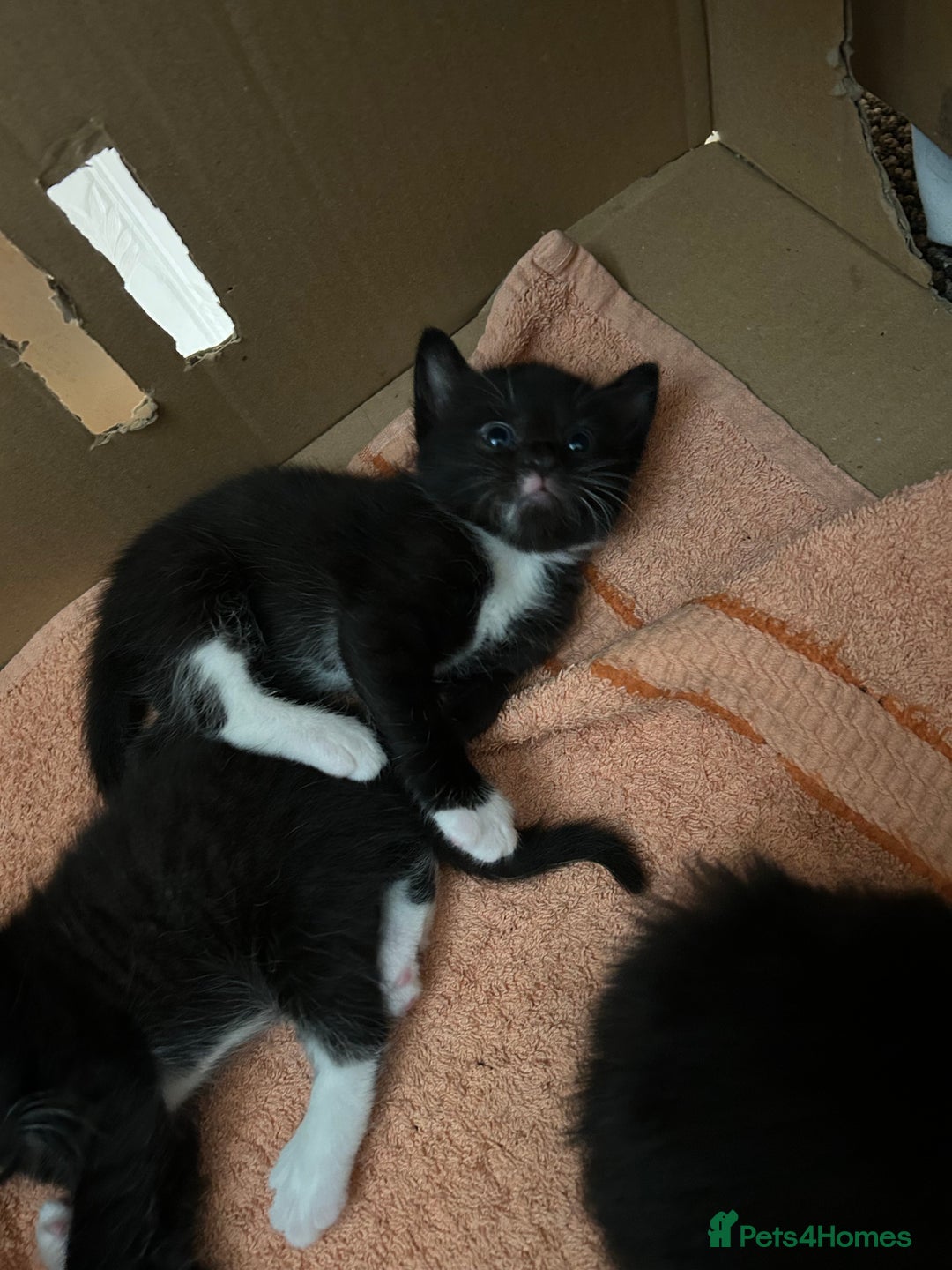 Turkish Angora cats for sale: Turkish Angora Type  - Image 15
