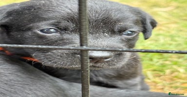 Labrador Retriever dogs - Advert 4