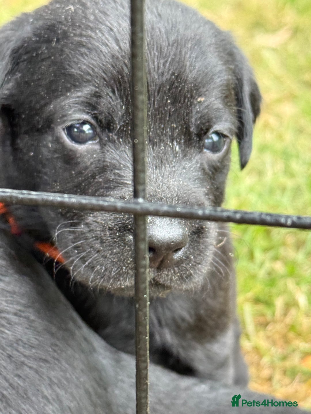 Labrador Retriever dogs for sale: 9 Gorgeous Black Labrador Puppies - Image 2