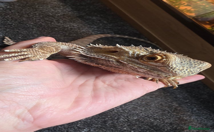 Bearded Dragon reptiles - Advert 4