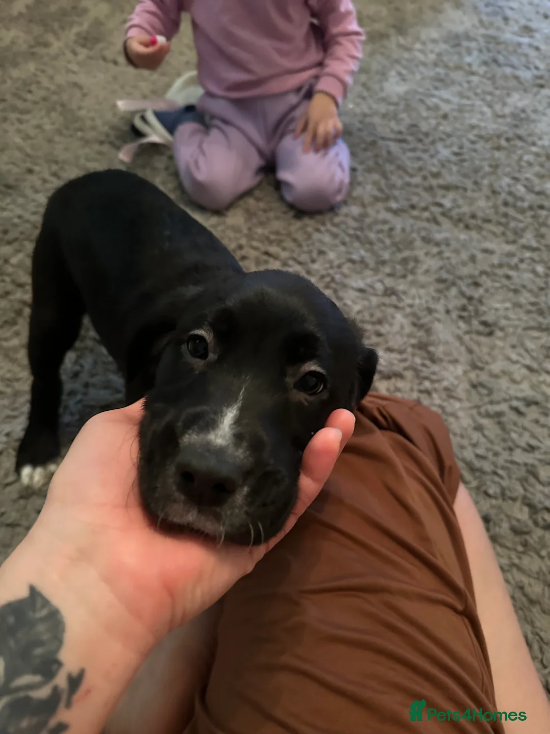 Mixed Breed dogs for sale: Lab- Cane Corso Puppies Looking for Loving Homes  - Advert 18