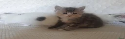 Mixed Breed cats for sale: 10 beautiful cuddly kittens - Advert 17