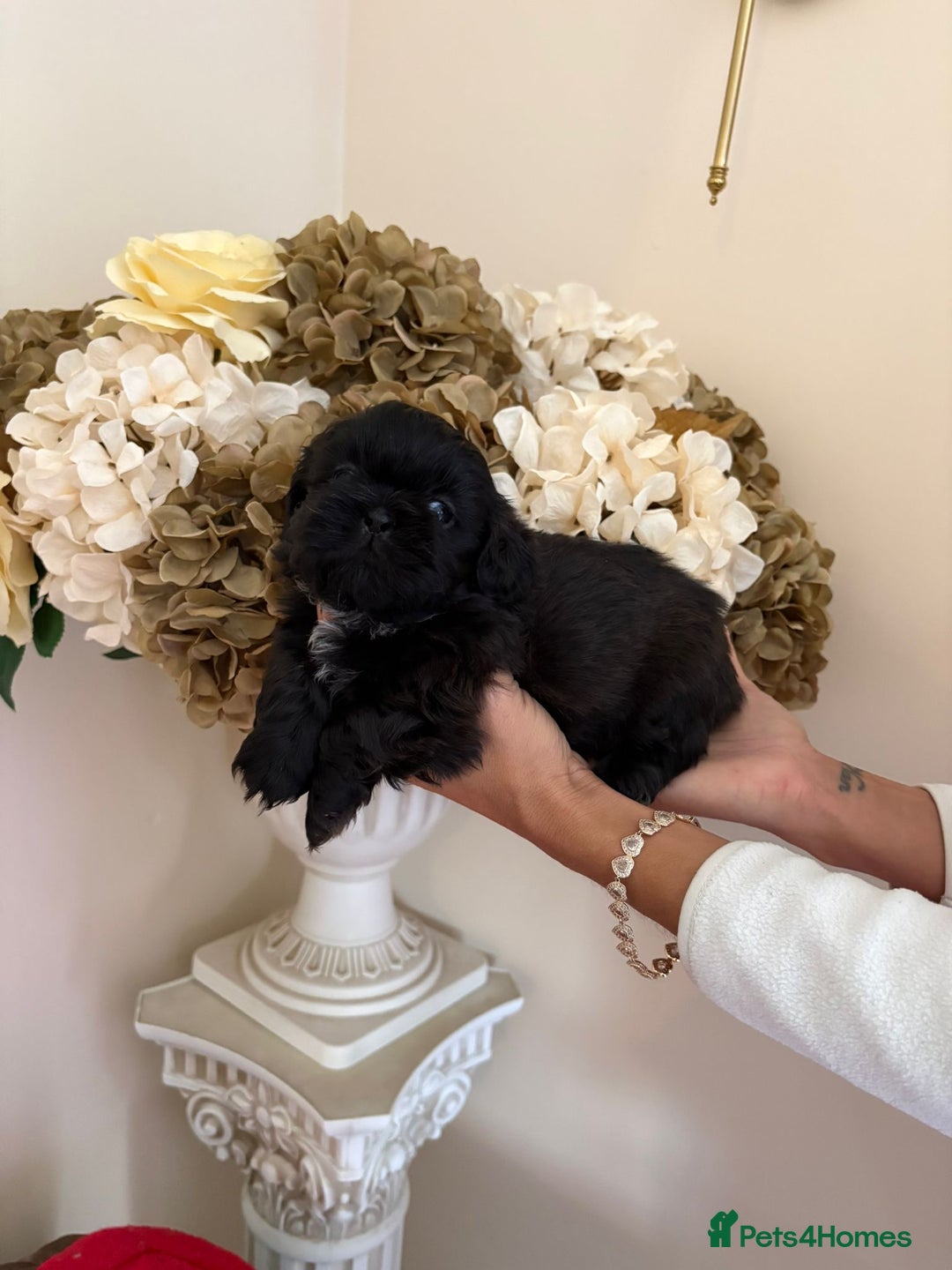 Shih Tzu dogs for sale: Beautiful male shih tzu pups - Advert 11