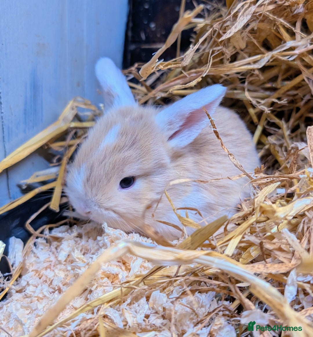 Mini Lop rabbits for sale: ❤️🐰Mini lop bunnies🐰❤️ - Image 15