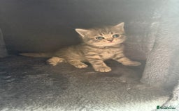 Scottish Fold cats for sale: Scottish fold kittens  - Image 5