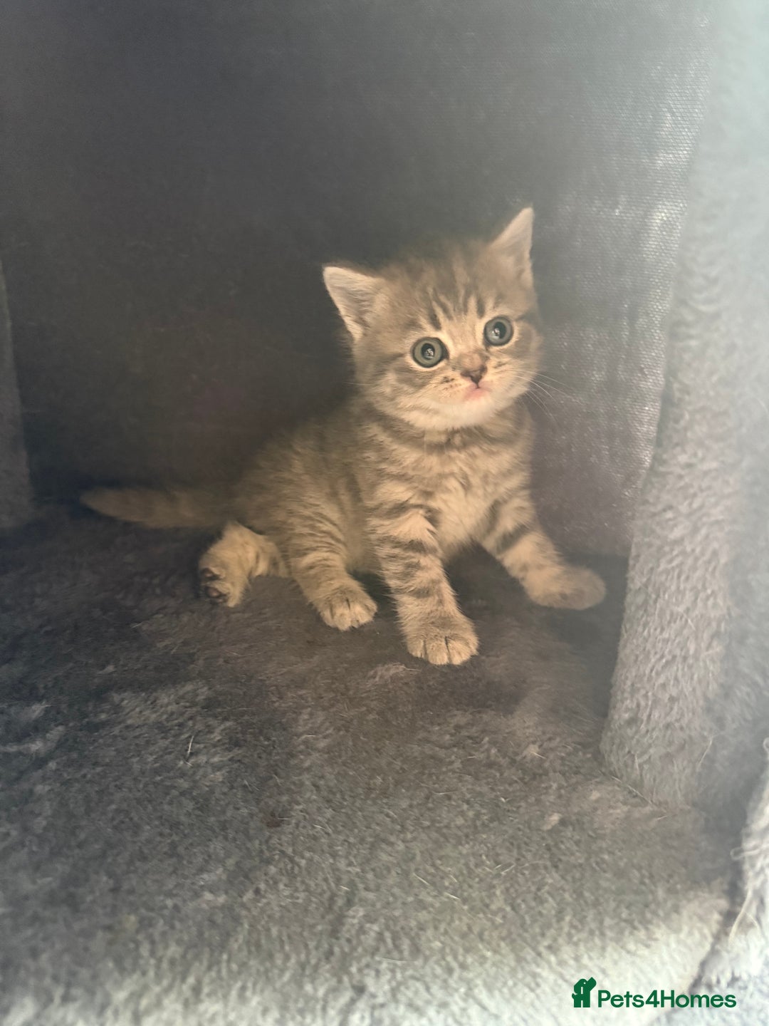 Scottish Fold cats for sale: Scottish fold kittens  - Image 5