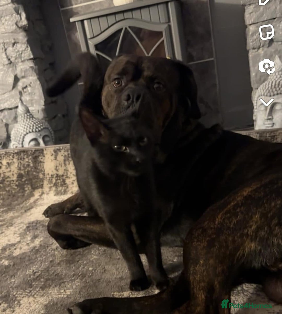 Cane Corso dogs for sale: Rusty the cane corso - Image 2