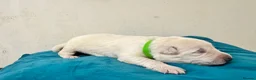 German Shepherd dogs for sale: EXCEPTIONAL WHITE GERMAN SHEPHERD PUPPIES FOR SALE - Advert 9