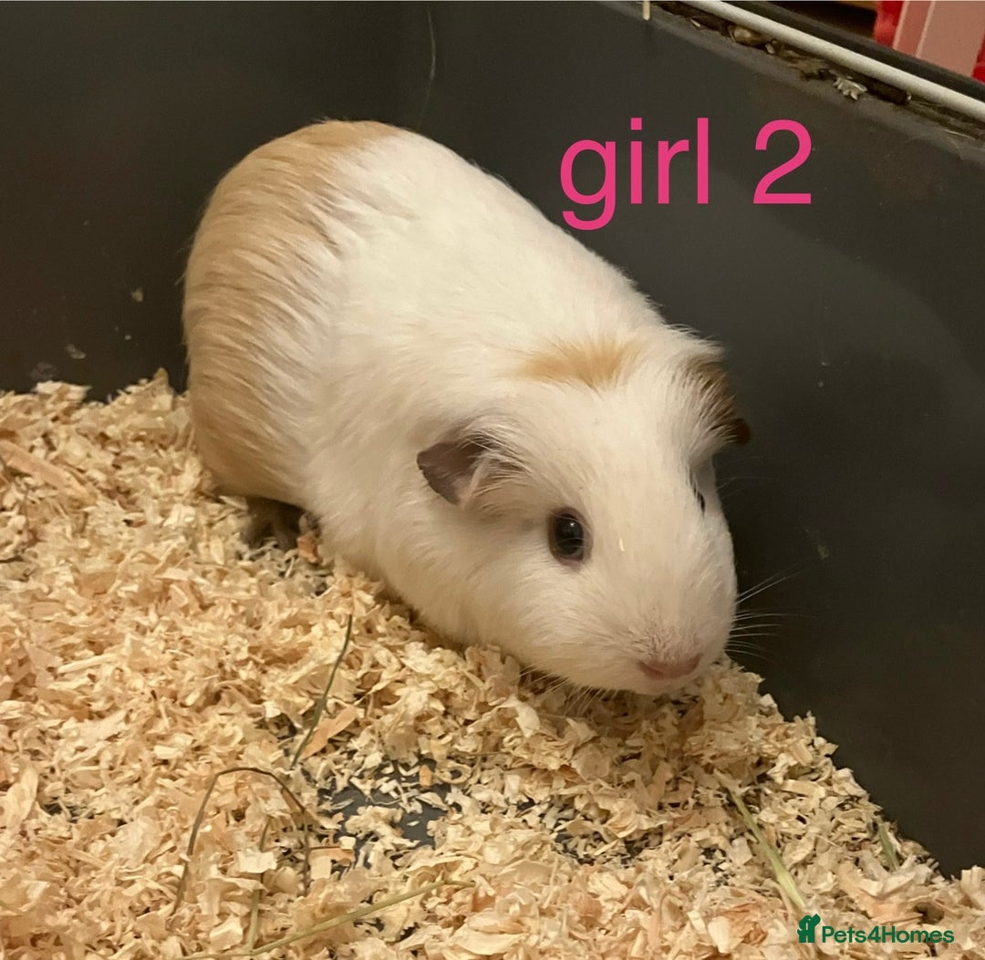Guinea Pig rodents for sale: 6 Guinea Pigs - Free - Advert 2