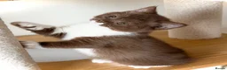 British Shorthair cats for sale: The handsome boy with an outstanding pedigree. - Advert 12