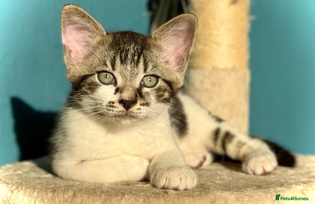Mixed Breed cats for sale: Tabby Boy kitten Maine Coon/Siamese Mix - Advert 1
