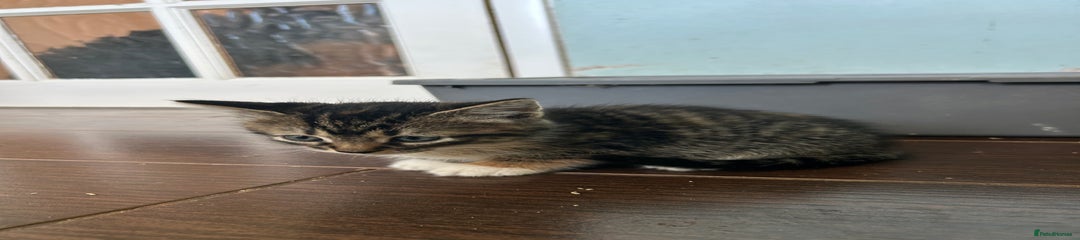 Mixed Breed Kitten 4