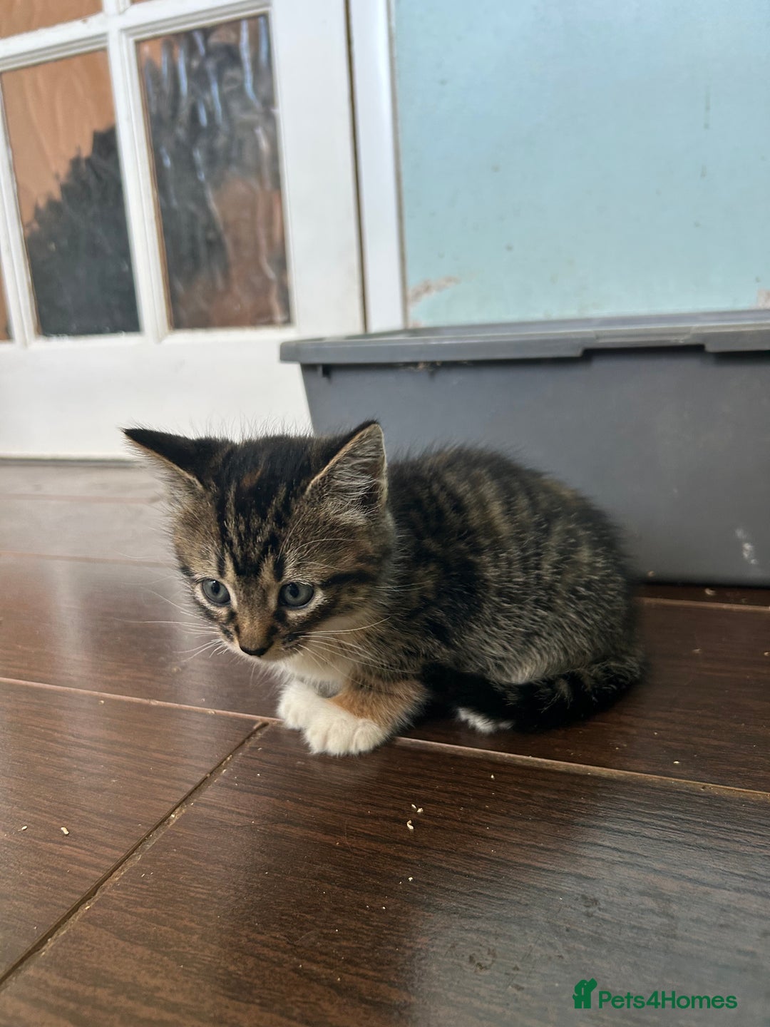 Mixed Breed cats for sale: Five friendly kittens  - Image 5