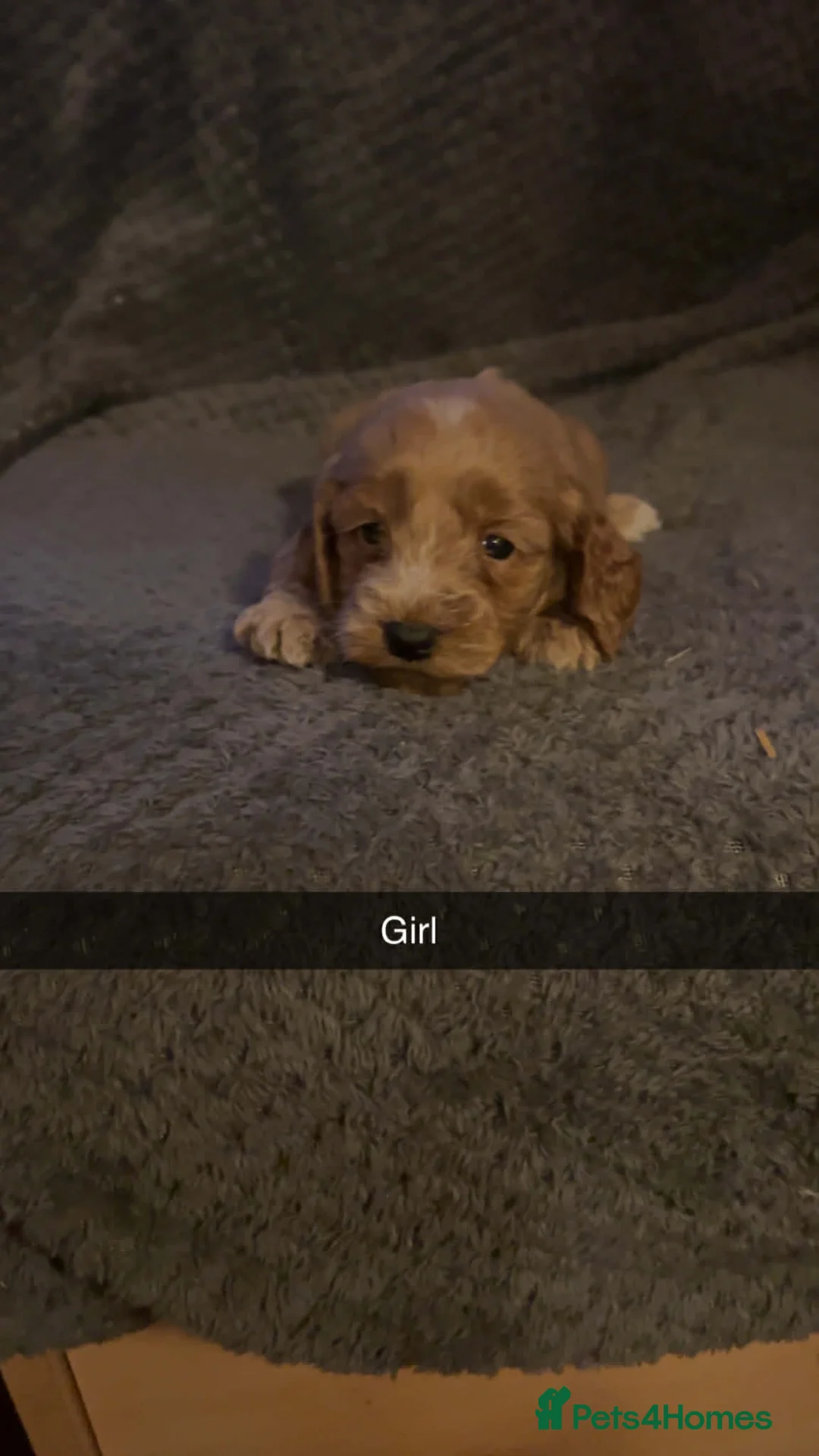 Cockapoo dogs for sale: Cockapoo puppies looking for there forever homes  - Advert 2